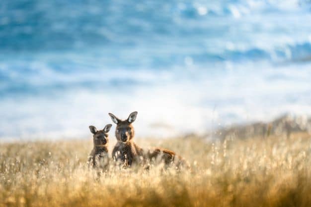 Best Places to see a Kangaroo on Kangaroo Island - Stowaway